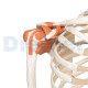 Human Skeleton 12